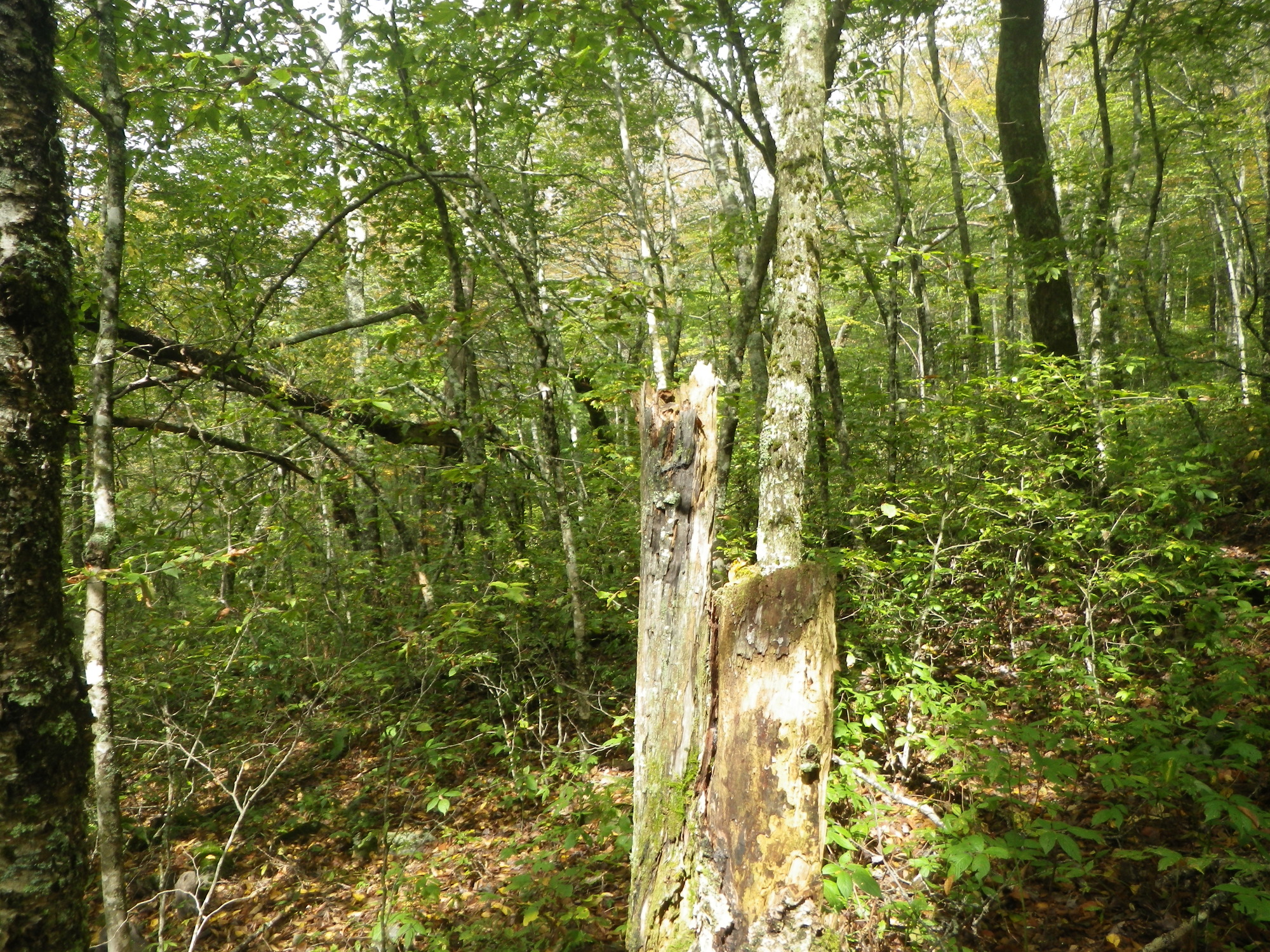 GRSM Accuracy Assessment. Plot Code: GRSM_AA_0146_2