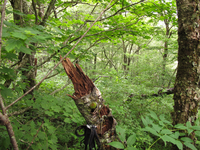 Plot Code: GRSM_AA_0529_3