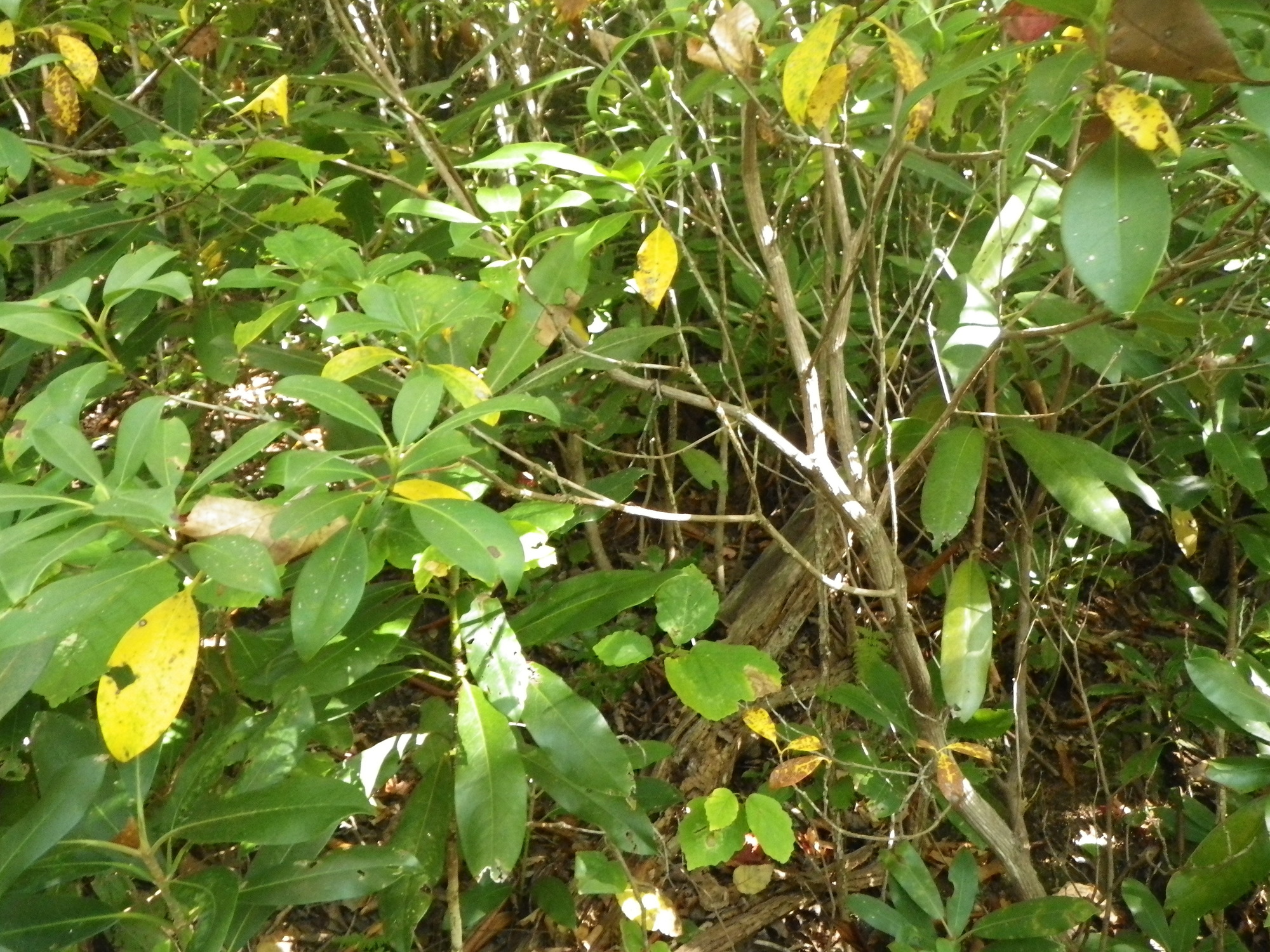 GRSM Accuracy Assessment. Plot Code: GRSM_AA_0193_2