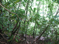 GRSM Accuracy Assessment. Plot Code: GRSM_AA_0352_5