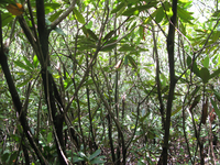 GRSM Accuracy Assessment. Plot Code: GRSM_AA_0375