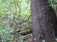 GRSM Accuracy Assessment. Plot Code: GRSM_AA_0930_5