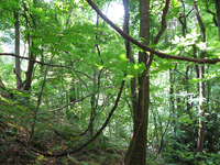 GRSM Accuracy Assessment. Plot Code: GRSM_AA_0950_5