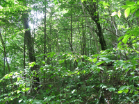 GRSM Accuracy Assessment. Plot Code: GRSM_AA_0097_4