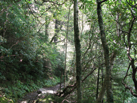 GRSM Accuracy Assessment. Plot Code: GRSM_AA_0957_6