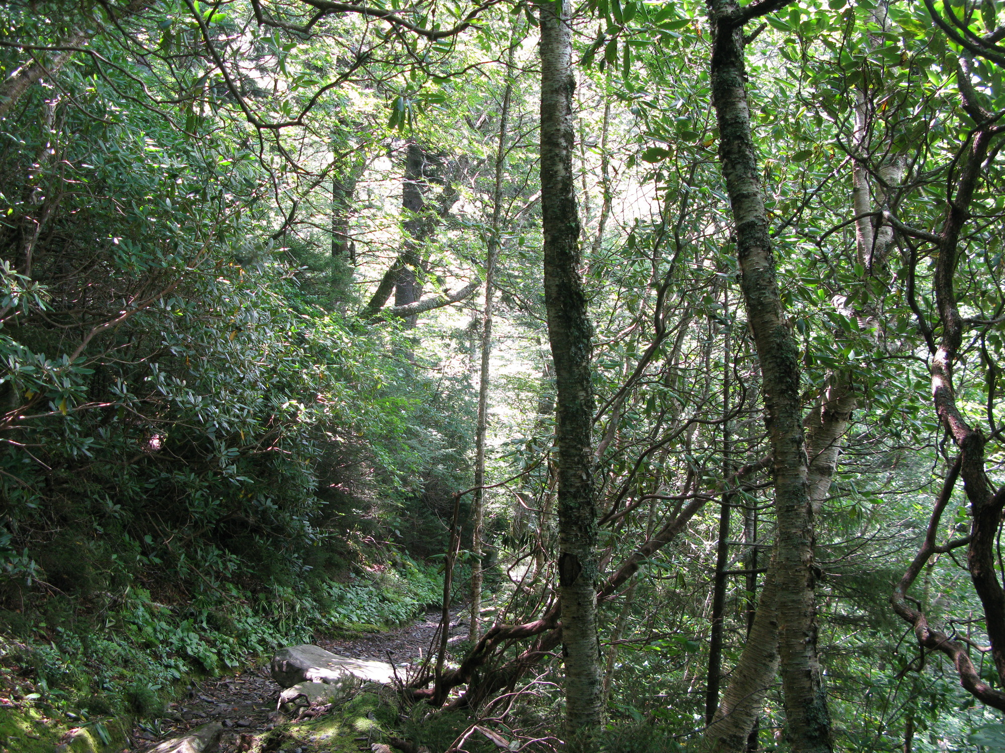 GRSM Accuracy Assessment. Plot Code: GRSM_AA_0957_6