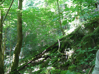 GRSM Accuracy Assessment. Plot Code: GRSM_AA_0204_4