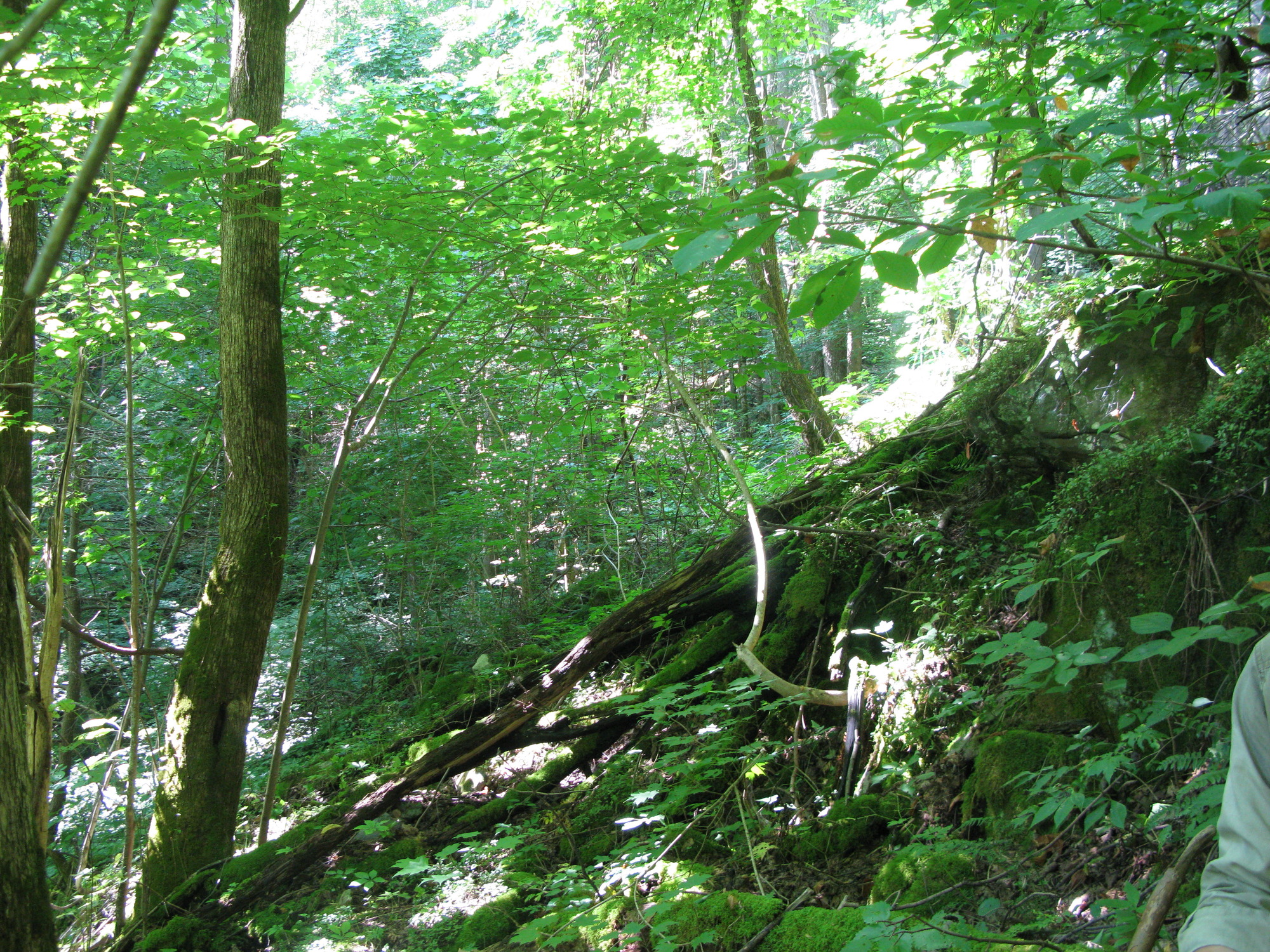 GRSM Accuracy Assessment. Plot Code: GRSM_AA_0204_4