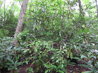 GRSM Accuracy Assessment. Plot Code: GRSM_AA_0613_5