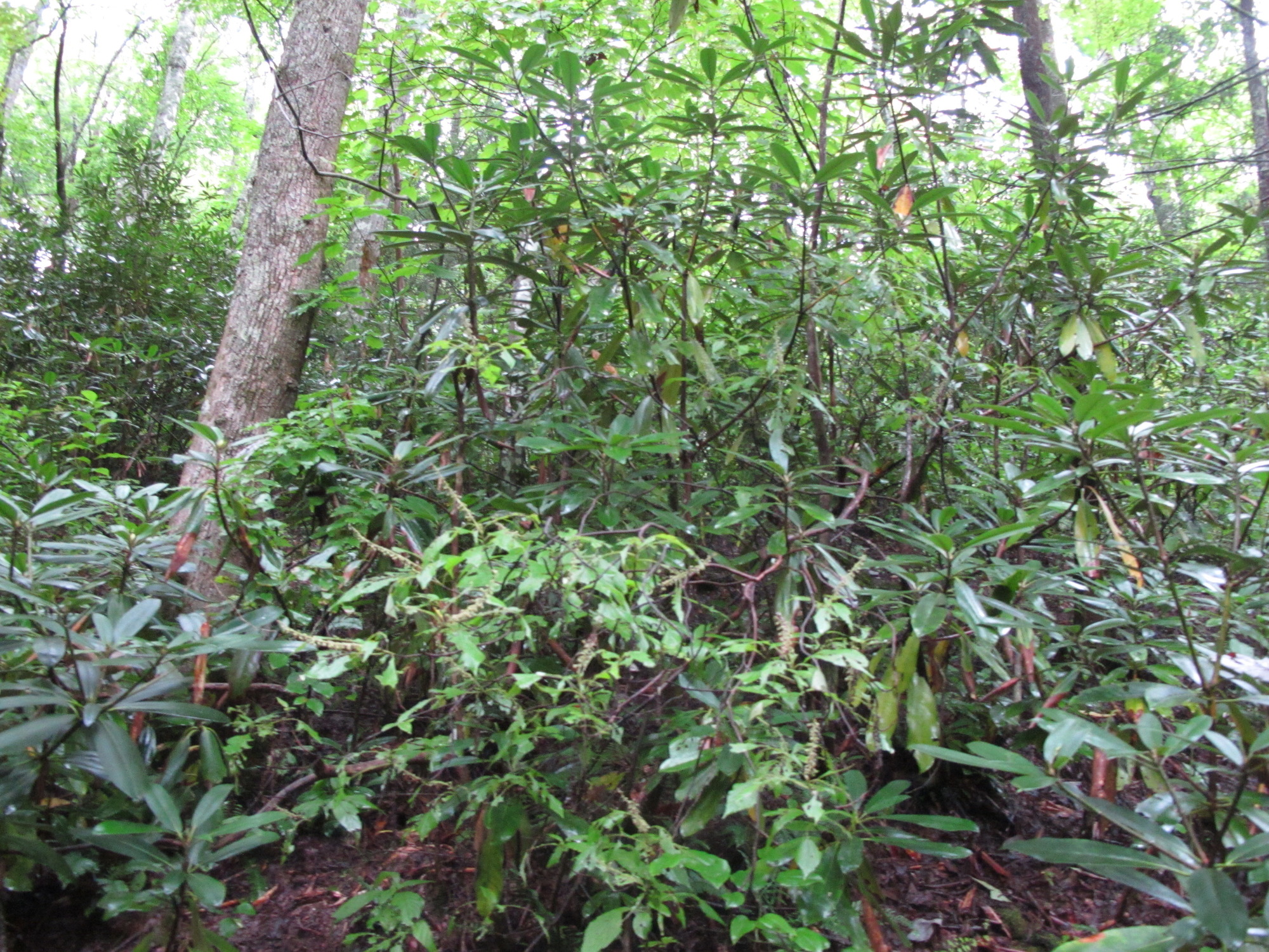 GRSM Accuracy Assessment. Plot Code: GRSM_AA_0613_5