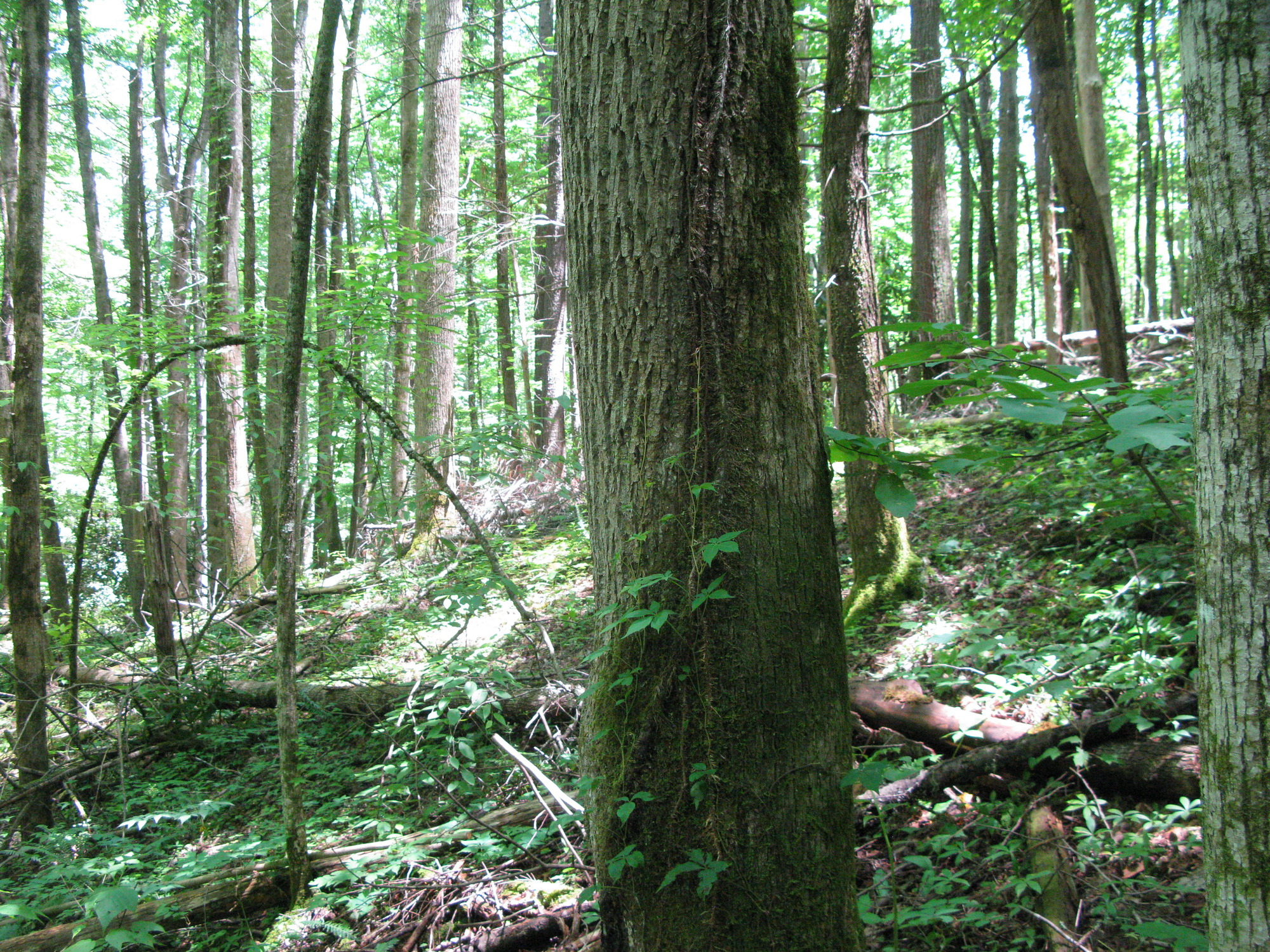 GRSM Accuracy Assessment. Plot Code: GRSM_AA_0734_3