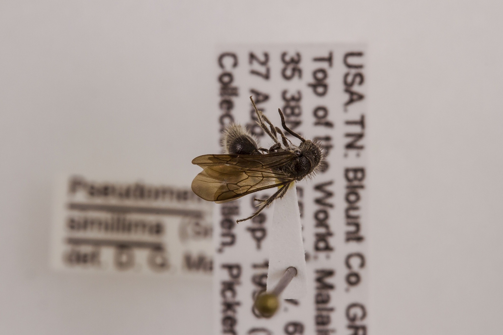 Image of Pseudomethoca simillima, a species of Animalia