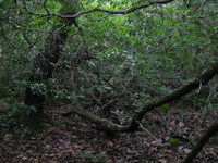 GRSM Accuracy Assessment. Plot Code: GRSM_AA_0976_3