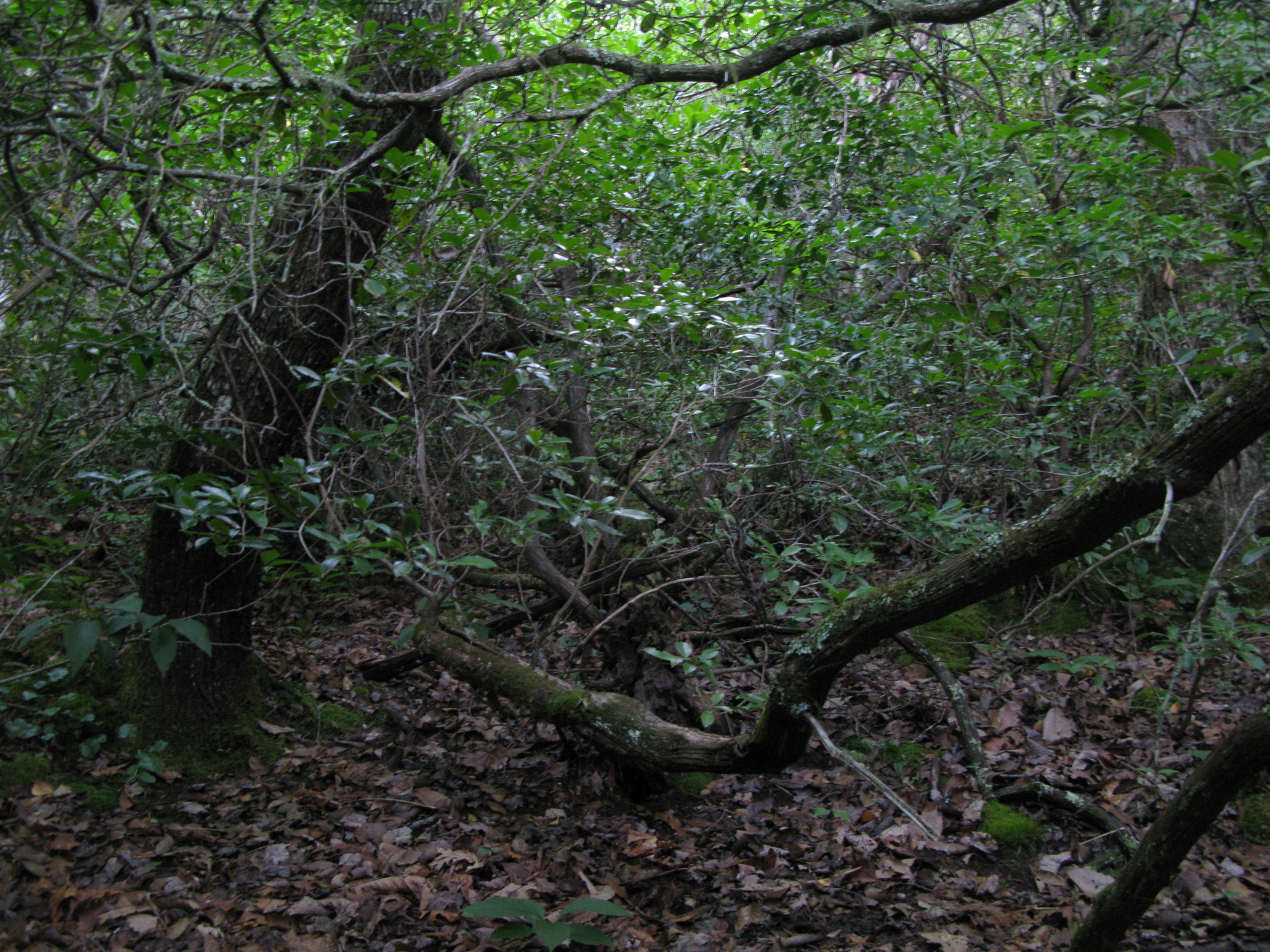 GRSM Accuracy Assessment. Plot Code: GRSM_AA_0976_3