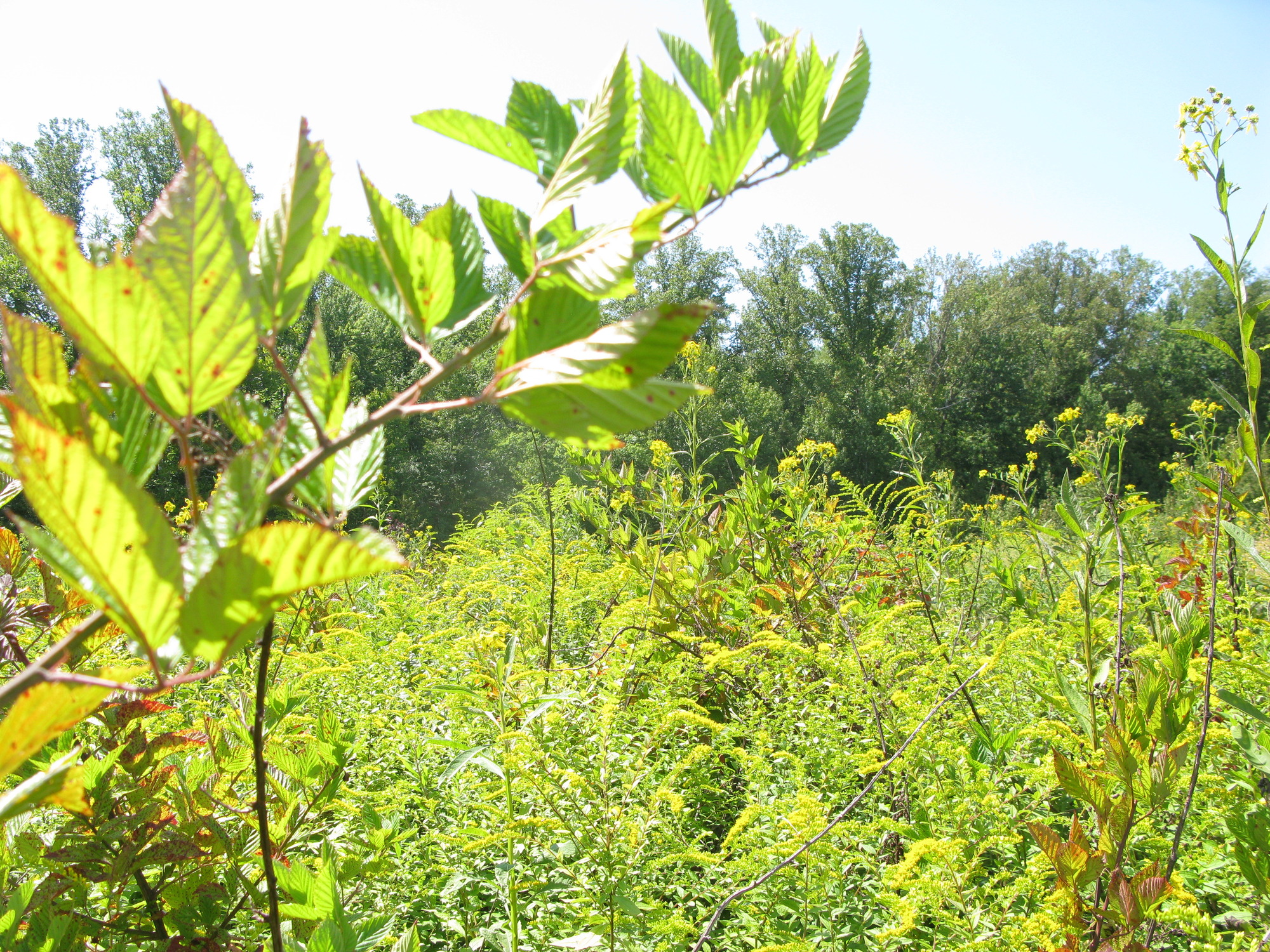 GRSM Accuracy Assessment. Plot Code: GRSM_AA_0780_5