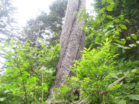 GRSM Accuracy Assessment. Plot Code: GRSM_AA_0602_3