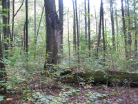 GRSM Accuracy Assessment. Plot Code: GRSM_AA_0243_2