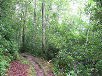 GRSM Accuracy Assessment. Plot Code: GRSM_AA_0067_4