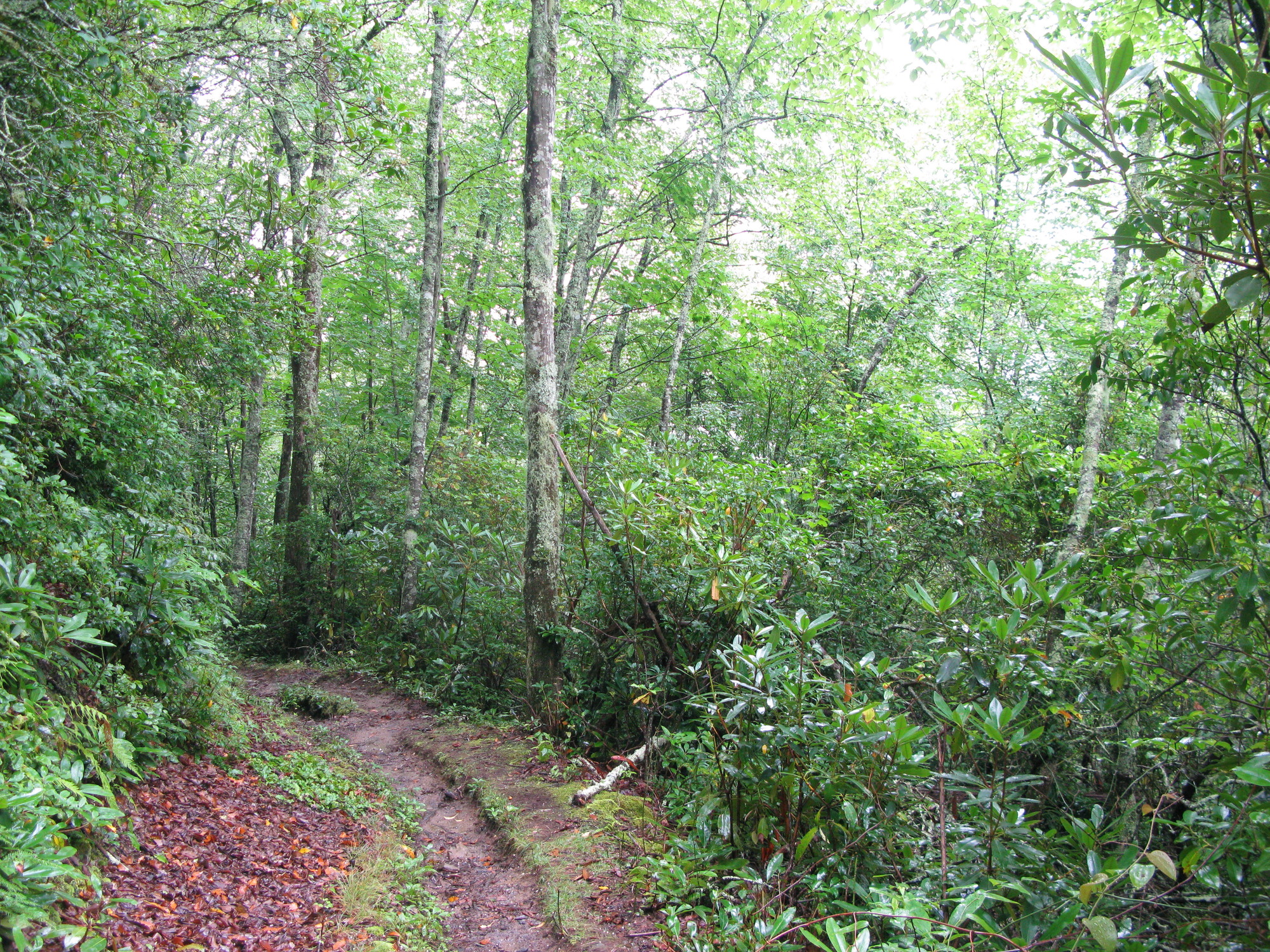 GRSM Accuracy Assessment. Plot Code: GRSM_AA_0067_4