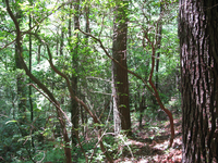 GRSM Accuracy Assessment. Plot Code: GRSM_AA_0045_4