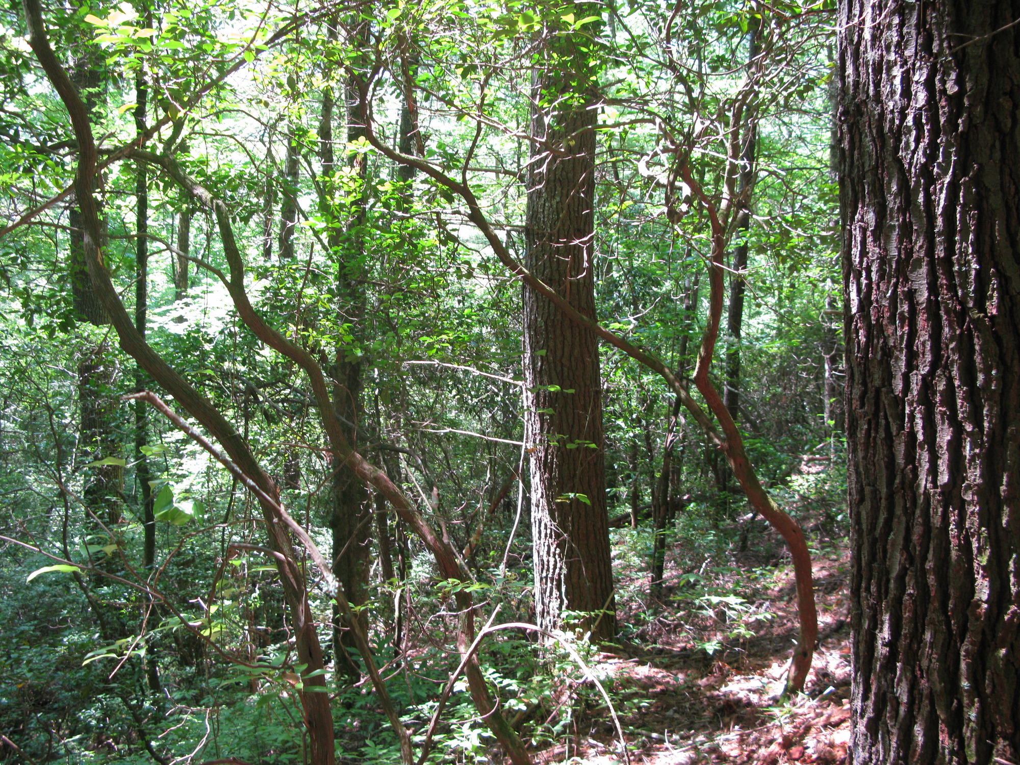 GRSM Accuracy Assessment. Plot Code: GRSM_AA_0045_4