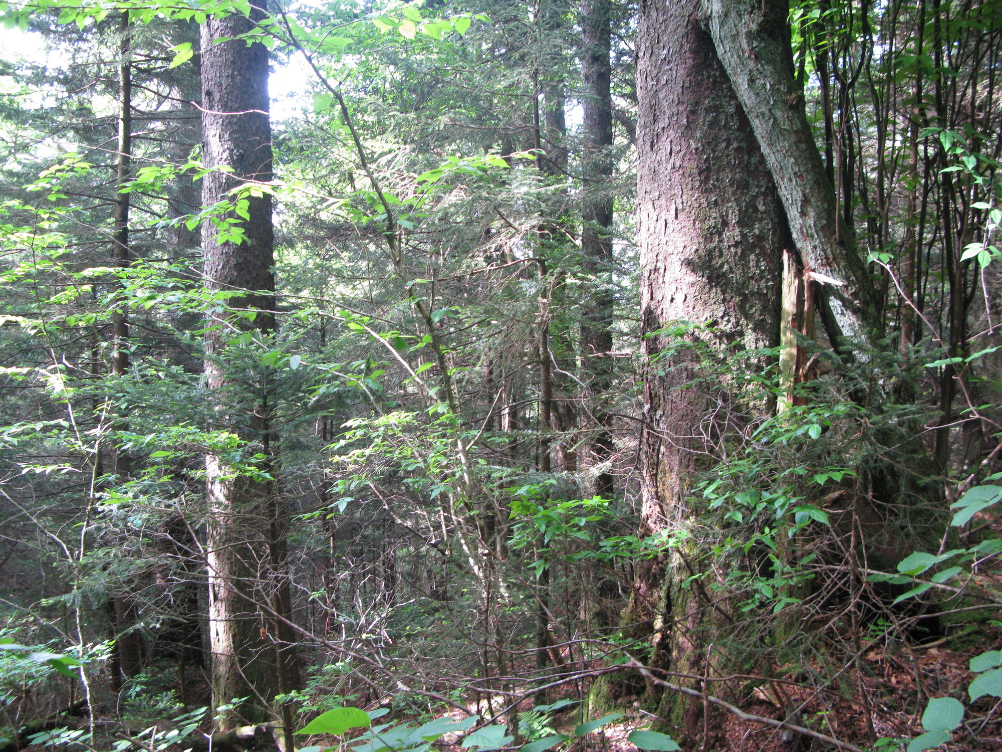 GRSM Accuracy Assessment. Plot Code: GRSM_AA_0151_4