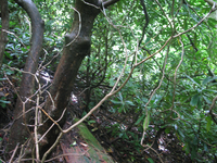 GRSM Accuracy Assessment. Plot Code: GRSM_AA_0352_4