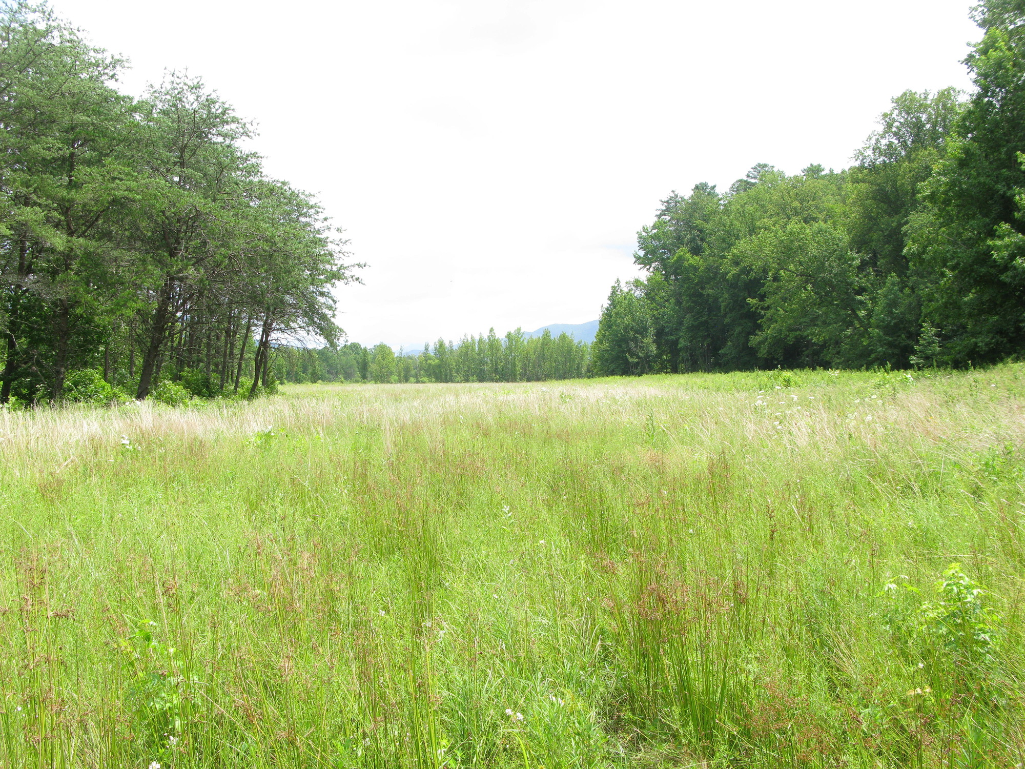 GRSM Accuracy Assessment. Plot Code: GRSM_AA_0833_3