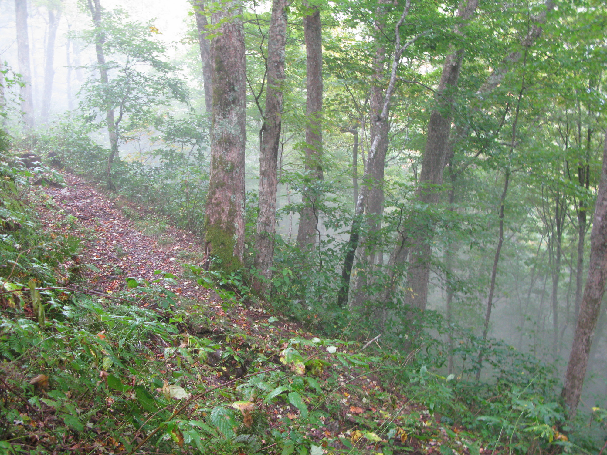 GRSM Accuracy Assessment. Plot Code: GRSM_AA_0440_5