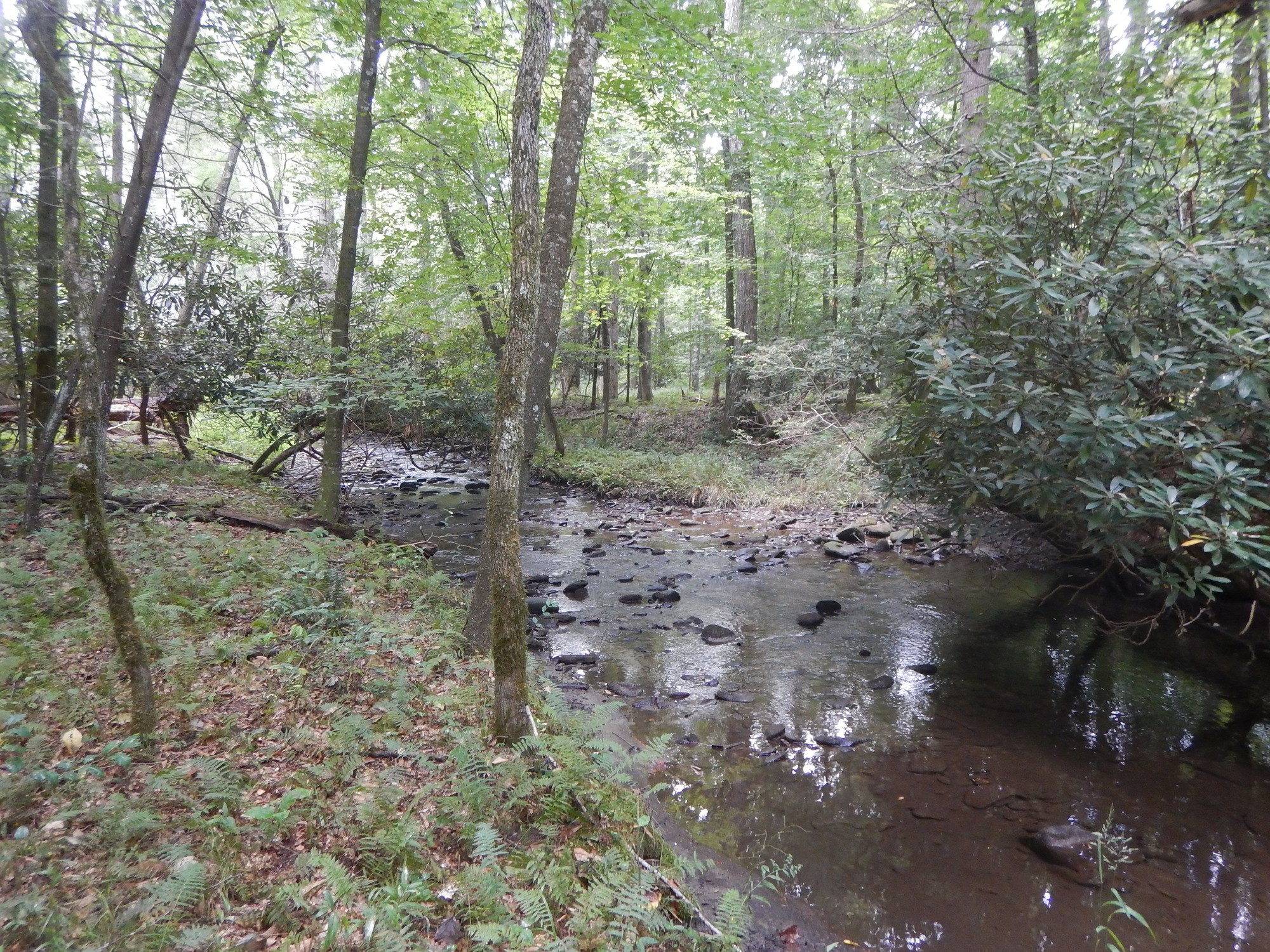 GRSM Accuracy Assessment. Plot Code: GRSM_AA_0393_8