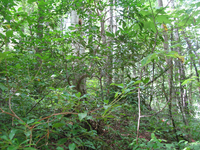 GRSM Accuracy Assessment. Plot Code: GRSM_AA_0302_2