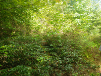 GRSM Accuracy Assessment. Plot Code: GRSM_AA_0535_2