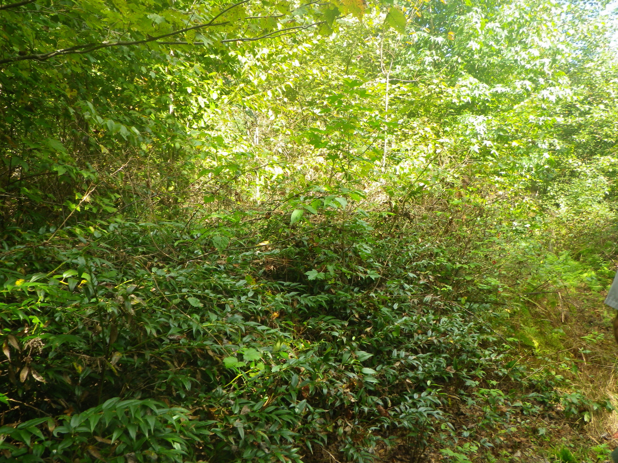 GRSM Accuracy Assessment. Plot Code: GRSM_AA_0535_2