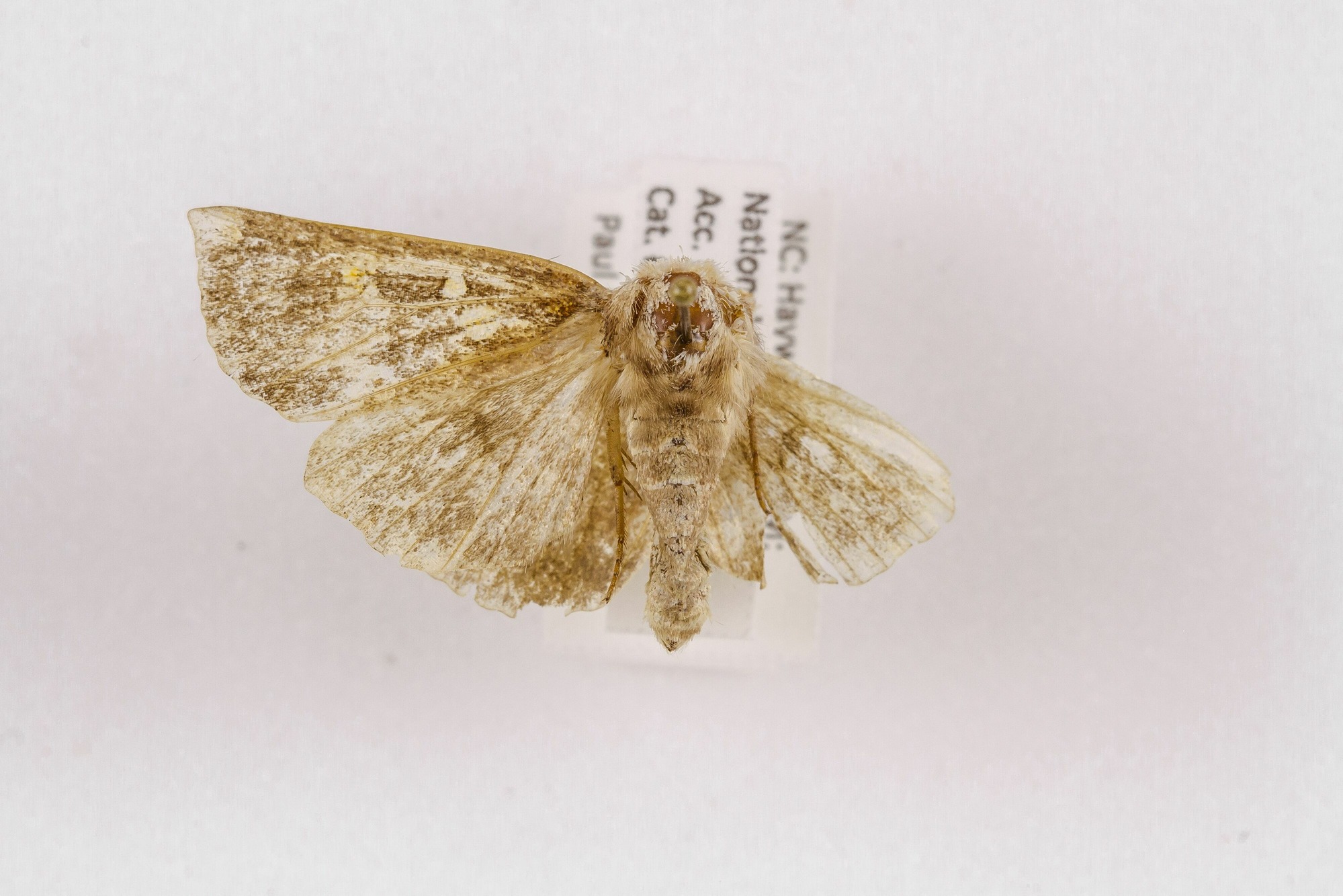 Image of Papaipema duovata, a species of Animalia