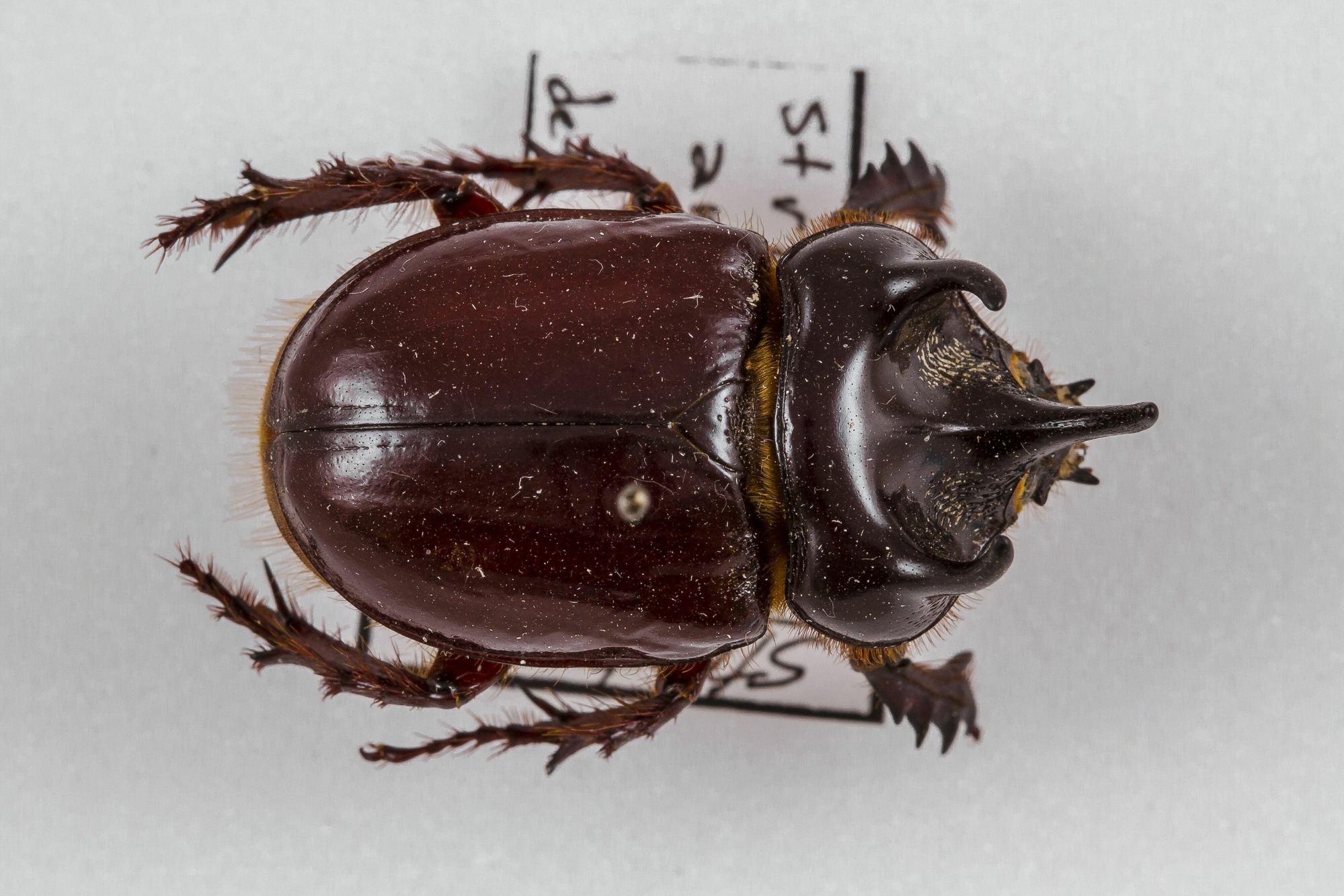 Image of Strategus antaeus, a species of Insect