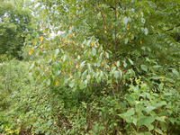 GRSM Accuracy Assessment. Plot Code: GRSM_AA_0479_2