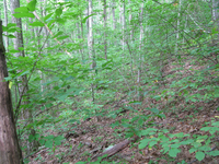 GRSM Accuracy Assessment. Plot Code: GRSM_AA_0259_5