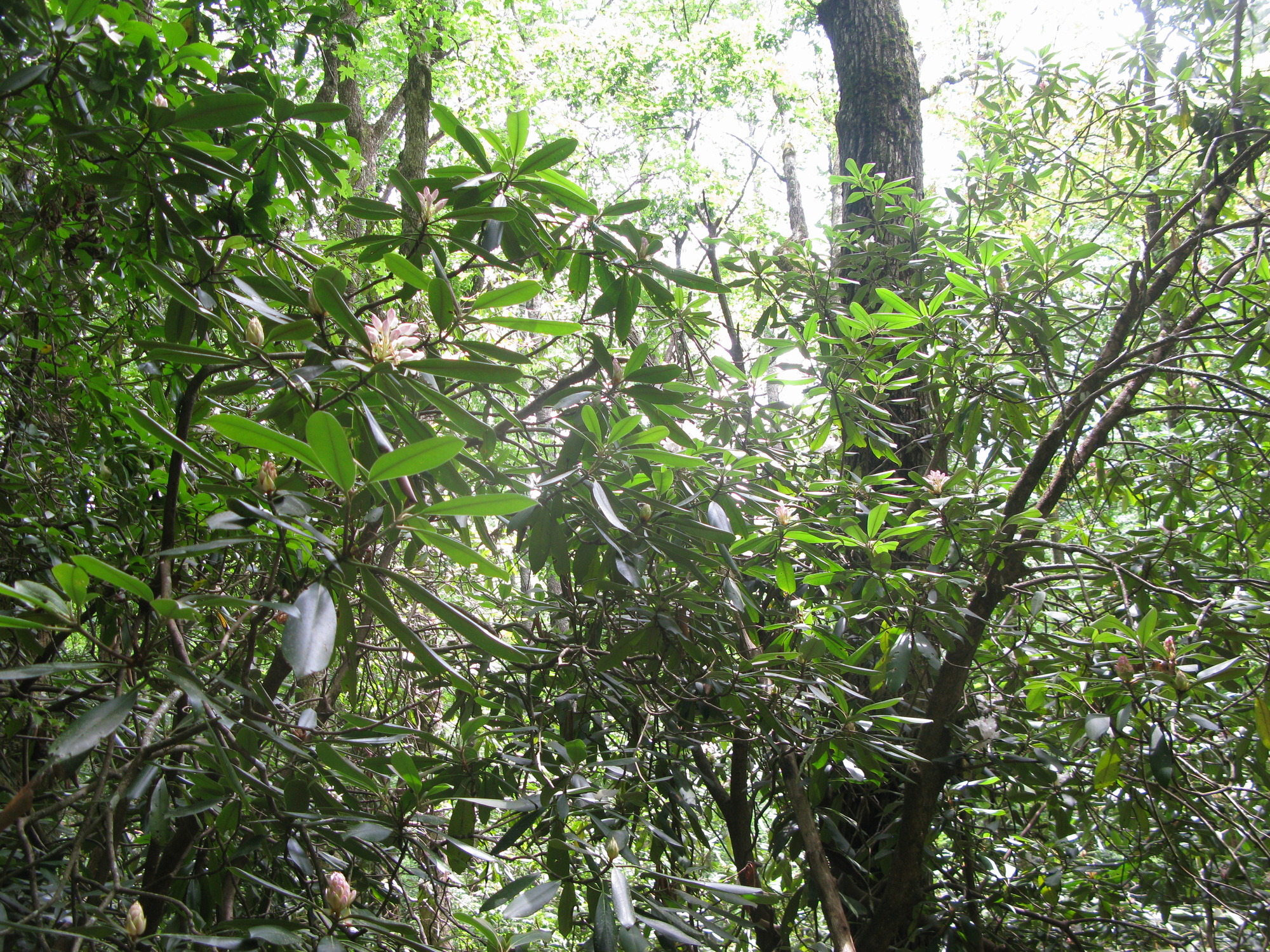 GRSM Accuracy Assessment. Plot Code: GRSM_AA_0764_4