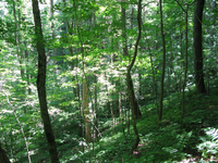 GRSM Accuracy Assessment. Plot Code: GRSM_AA_0203_3