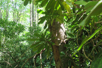 GRSM Accuracy Assessment. Plot Code: GRSM_AA_0941_3