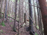 GRSM Accuracy Assessment. Plot Code: GRSM_AA_0009_3