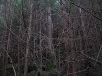 GRSM Accuracy Assessment. Plot Code: GRSM_AA_0826_2