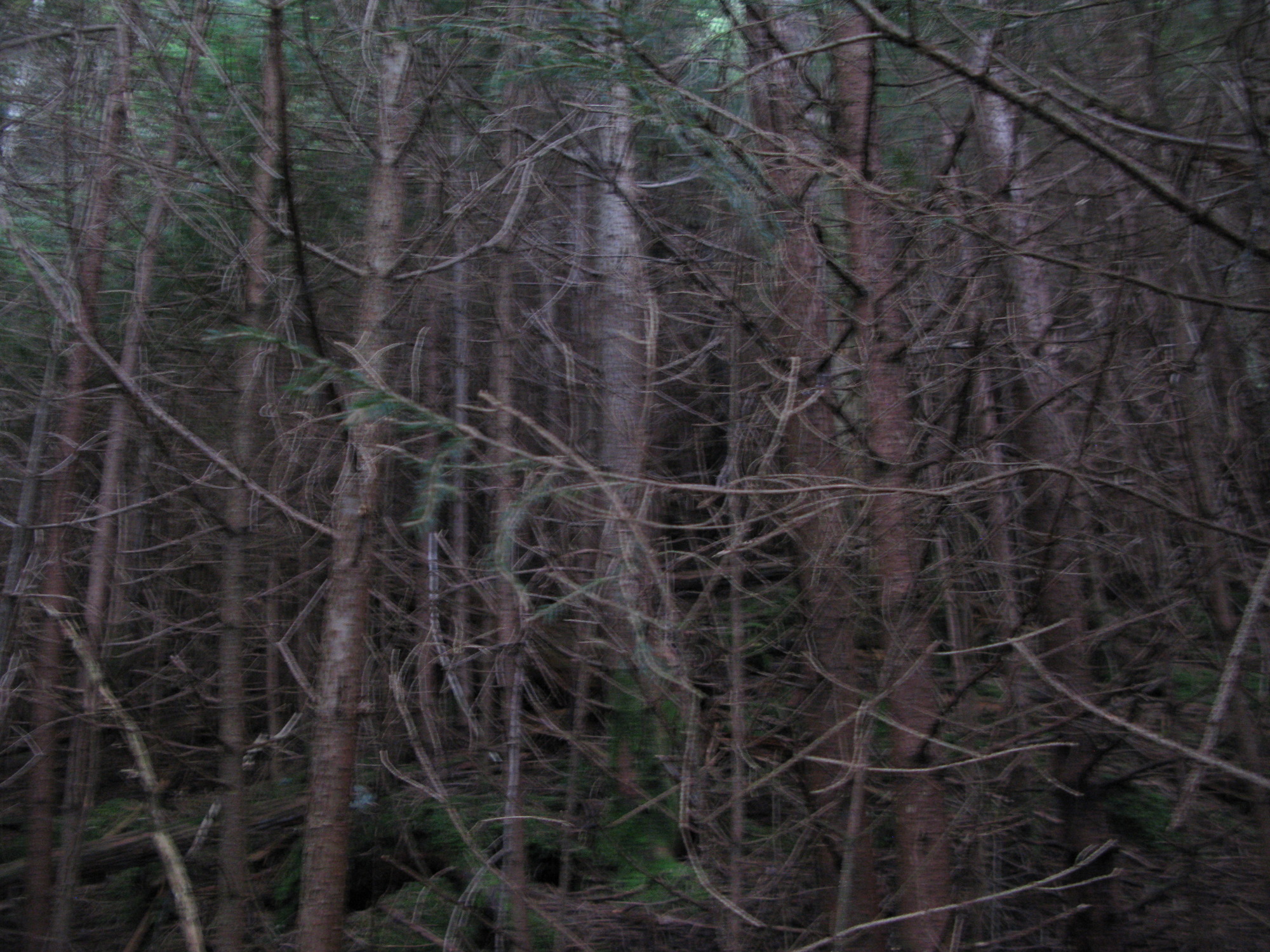 GRSM Accuracy Assessment. Plot Code: GRSM_AA_0826_2