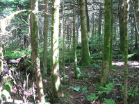 GRSM Accuracy Assessment. Plot Code: GRSM_AA_0956_2