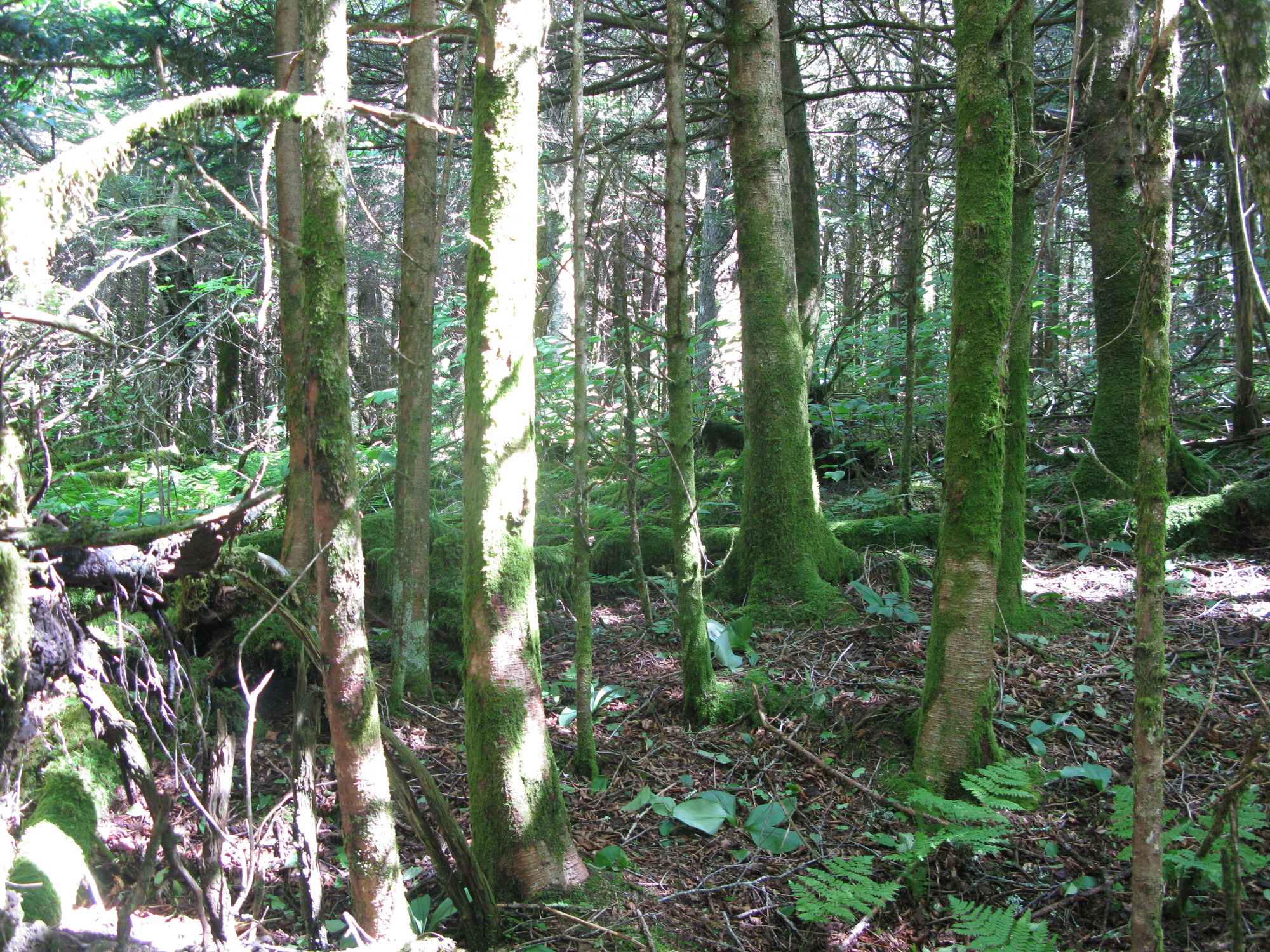 GRSM Accuracy Assessment. Plot Code: GRSM_AA_0956_2