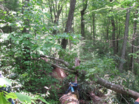 GRSM Accuracy Assessment. Plot Code: GRSM_AA_0456_5