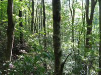 GRSM Accuracy Assessment. Plot Code: GRSM_AA_0159_6