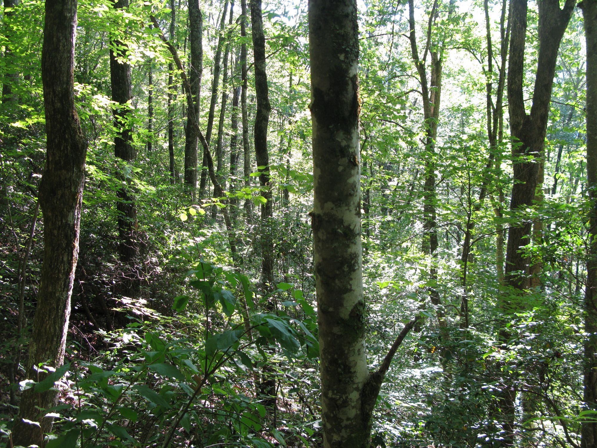 GRSM Accuracy Assessment. Plot Code: GRSM_AA_0159_6