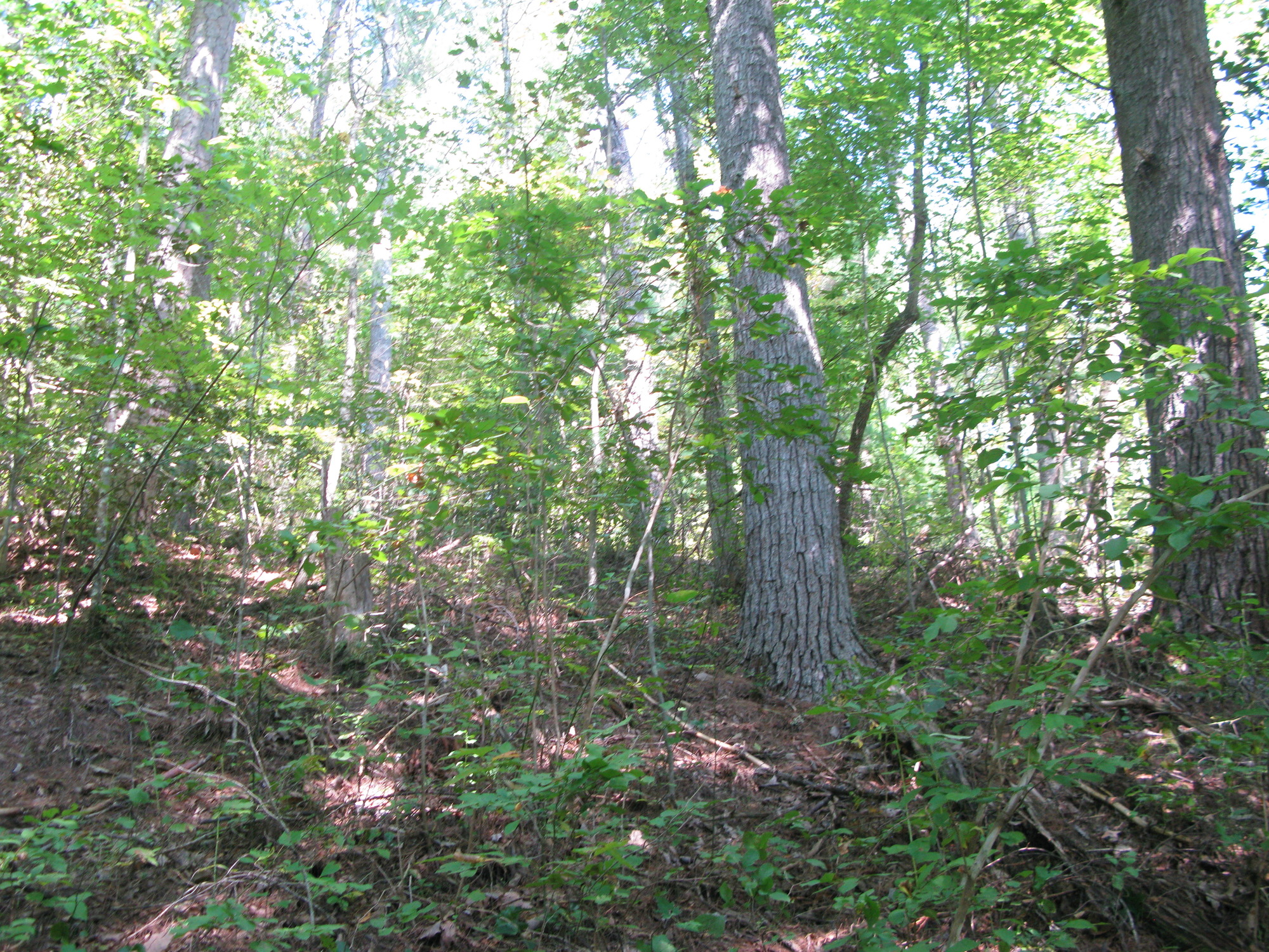 GRSM Accuracy Assessment. Plot Code: GRSM_AA_0401_2