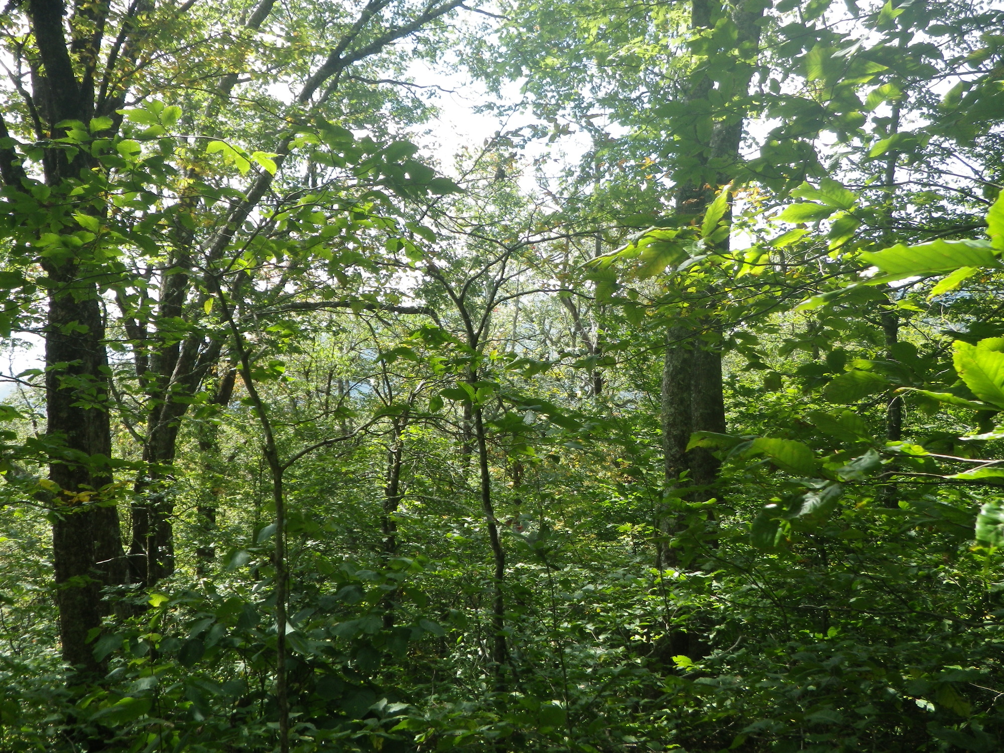 GRSM Accuracy Assessment. Plot Code: GRSM_AA_0020_6